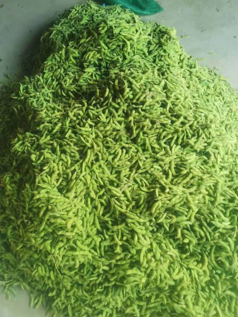 毛豆，我这里有翠绿宝，绿宝石，大青毛豆，神仙三号毛豆大棚货