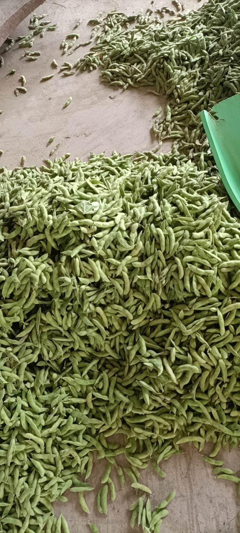 毛豆，我这里有翠绿宝，绿宝石，大青毛豆，神仙三号毛豆大棚货