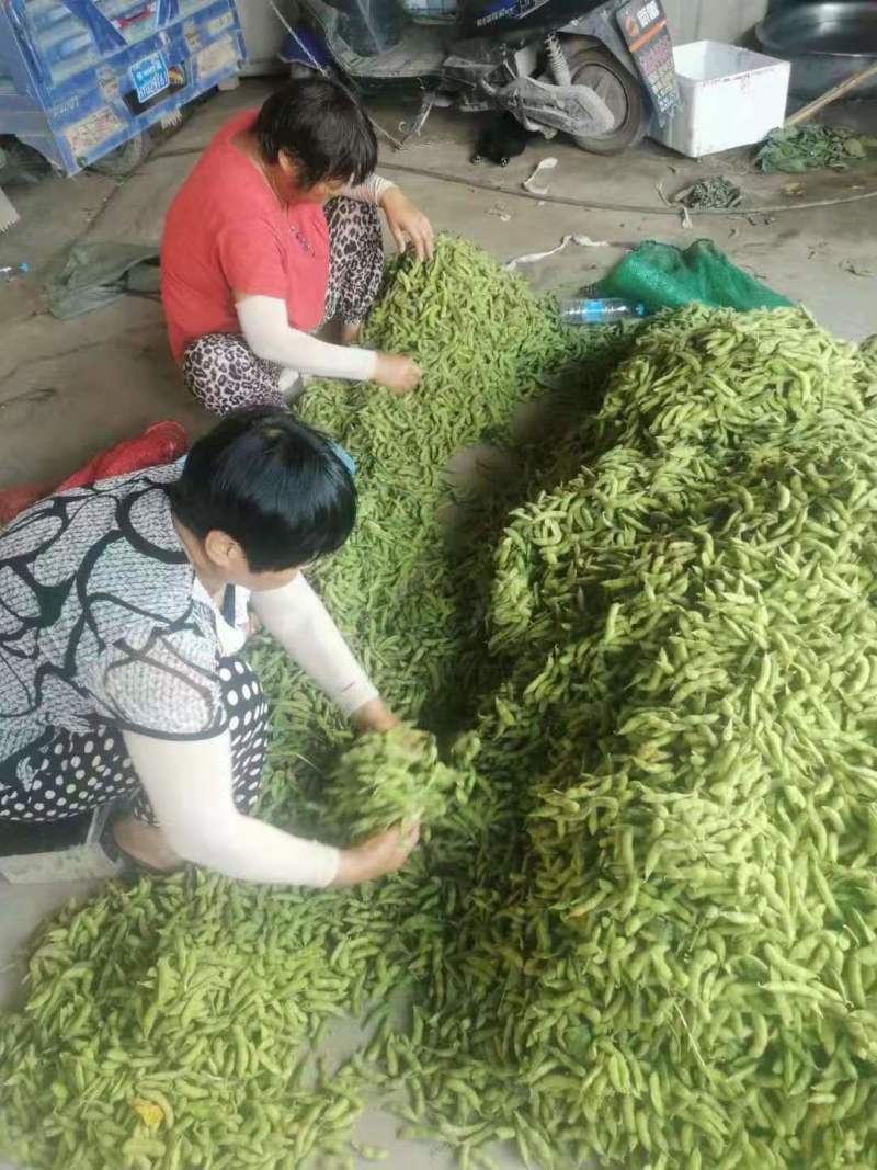 毛豆，我这里有翠绿宝，绿宝石，大青毛豆，神仙三号毛豆大棚货