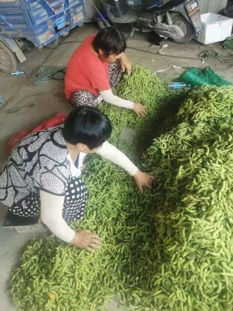 毛豆，我这里有翠绿宝，绿宝石，大青毛豆，神仙三号毛豆大棚货