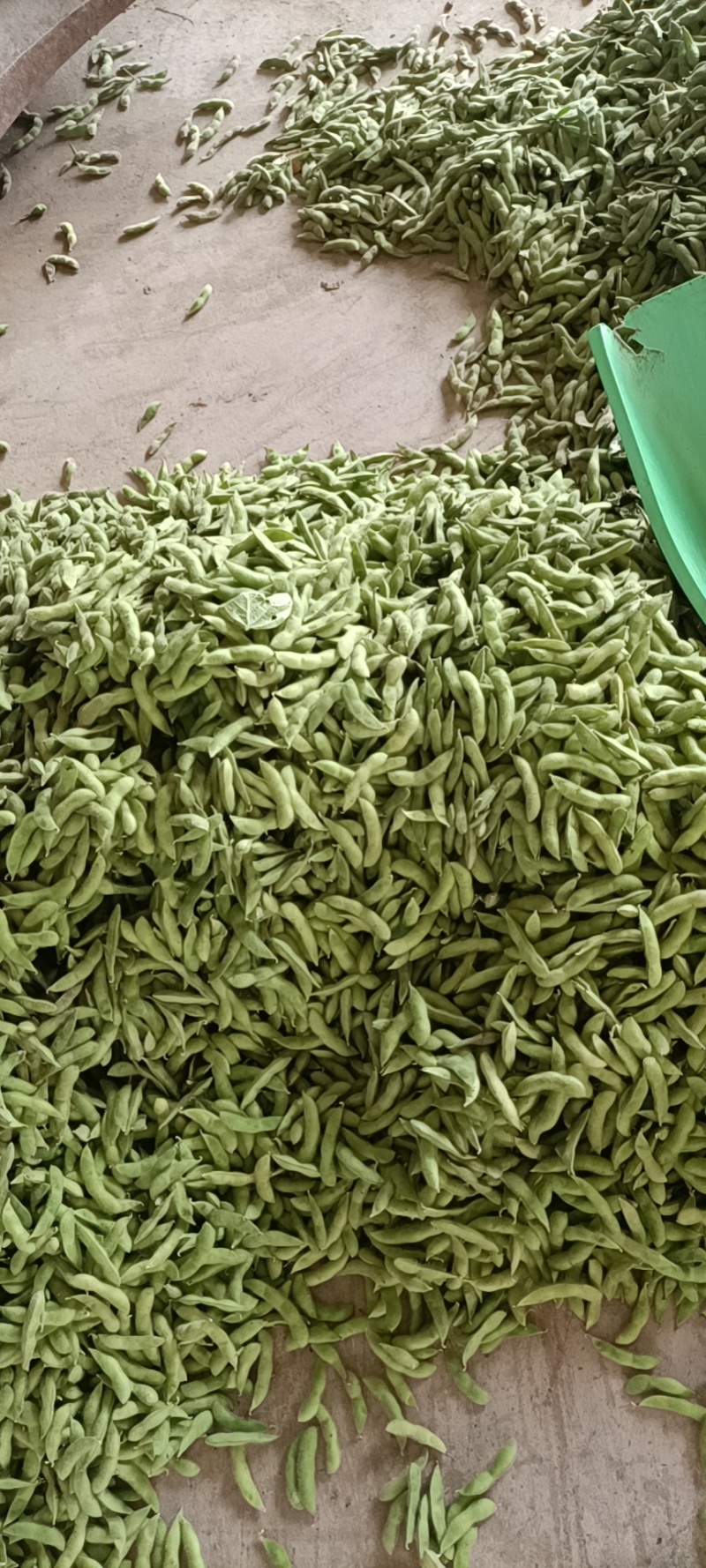 毛豆，我这里有翠绿宝，绿宝石，大青毛豆，神仙三号毛豆大棚货