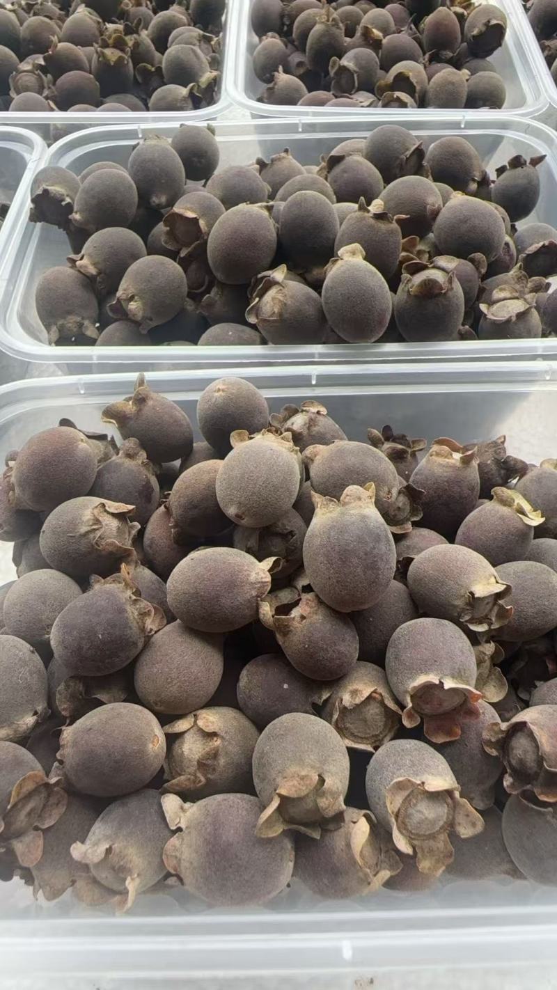 广东清远本地野生桃金娘新鲜果，有需要的老板随时来电咨询详