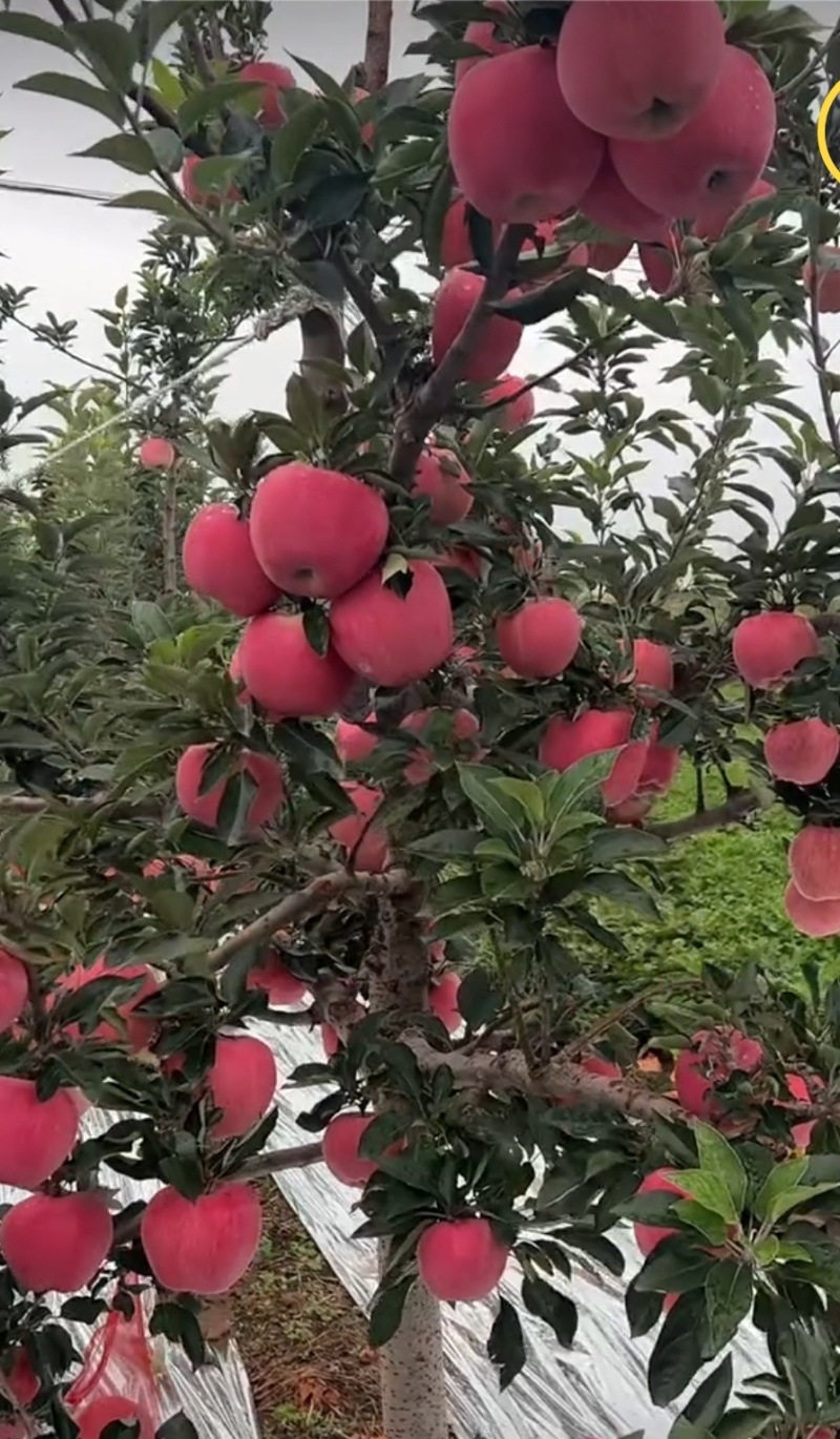 代收，代发，代办