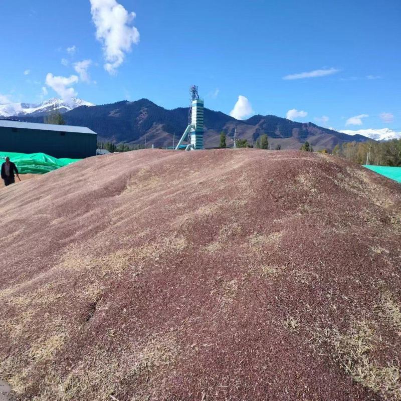 新黑小麦大量现货