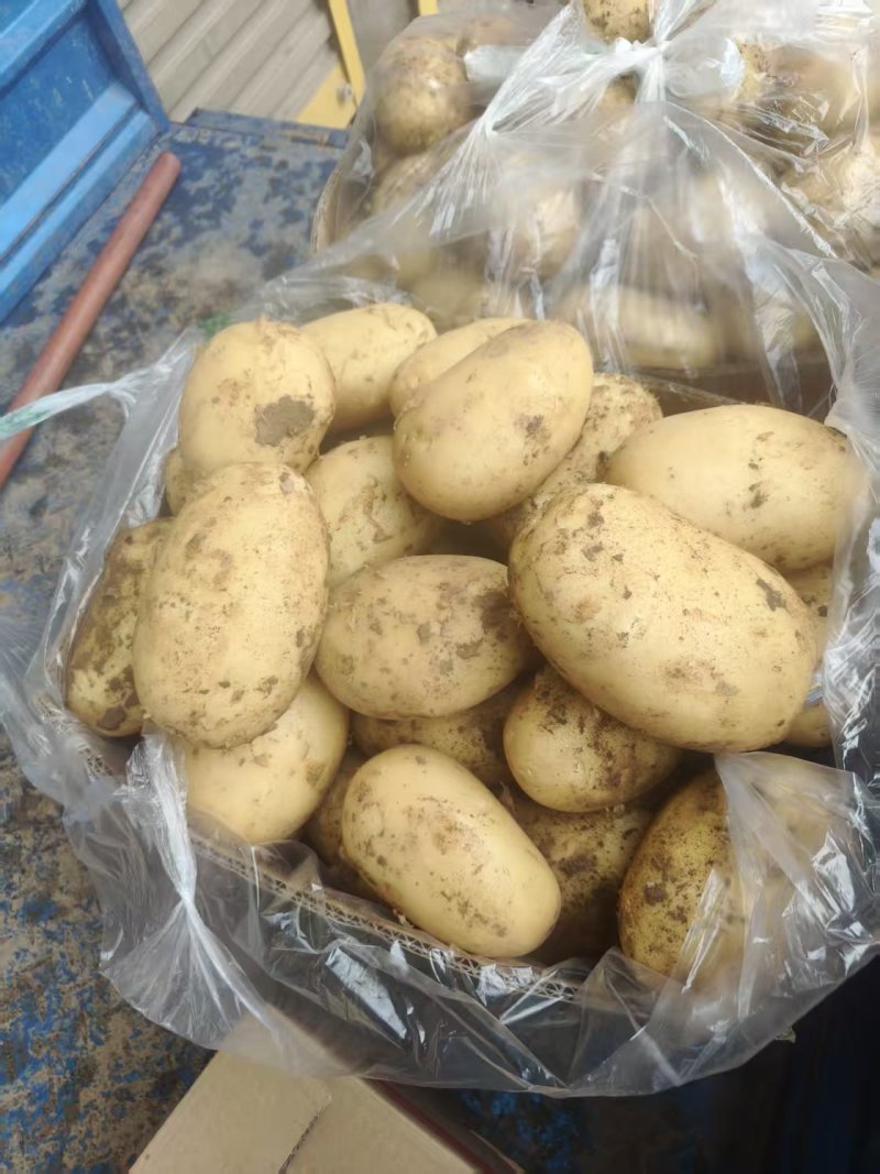 土豆，我这里土豆面积大品种多，大棚加露地土豆几十万亩基地，