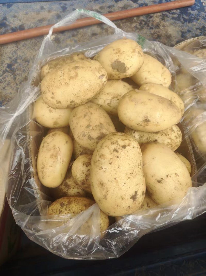 土豆，我这里土豆面积大品种多，大棚加露地土豆几十万亩基地，
