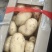 土豆，我这里土豆面积大品种多，大棚加露地土豆几十万亩基地，