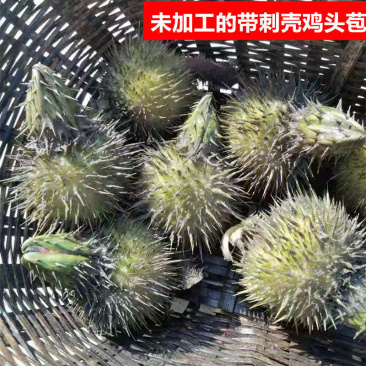 野生芡实鲜芡实白芡实现采现发