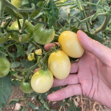 梦想白玉2号樱桃小番茄种子白色小番茄种苗口感好奶白小番茄