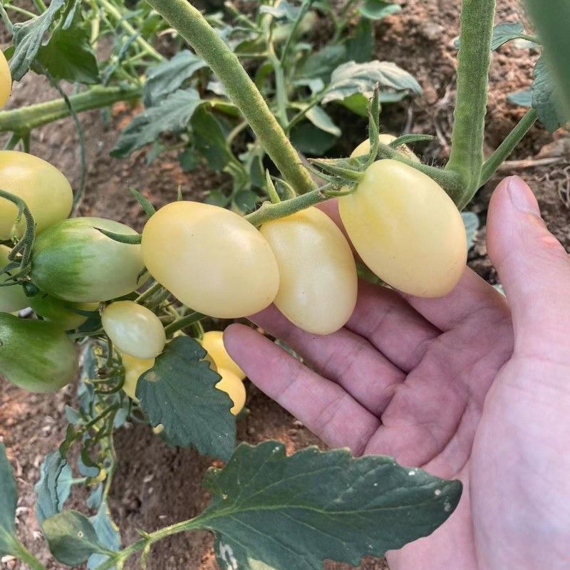梦想白玉2号樱桃小番茄种子白色小番茄种苗口感好奶白小番茄
