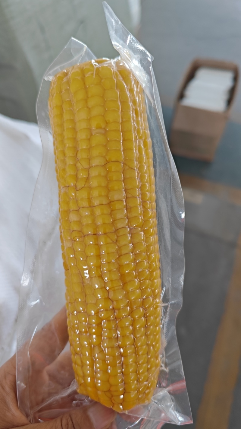 东北透明黄糯玉米可以电商一件代发
