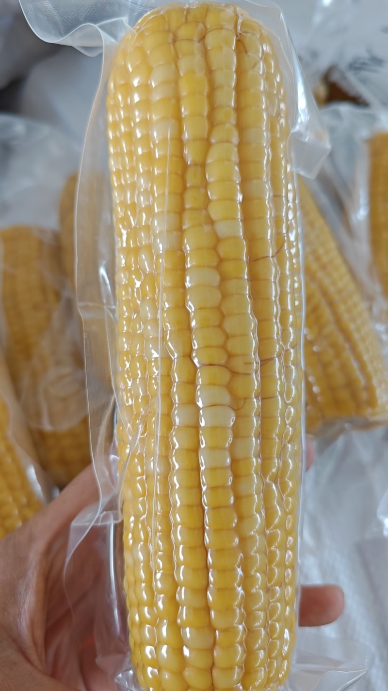 东北透明黄糯玉米可以电商一件代发