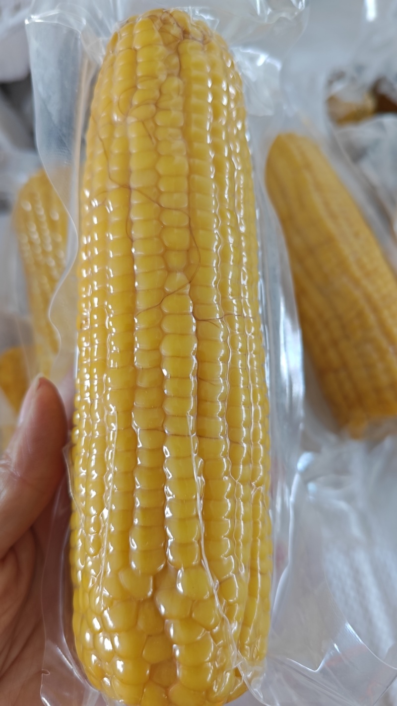 东北透明黄糯玉米可以电商一件代发