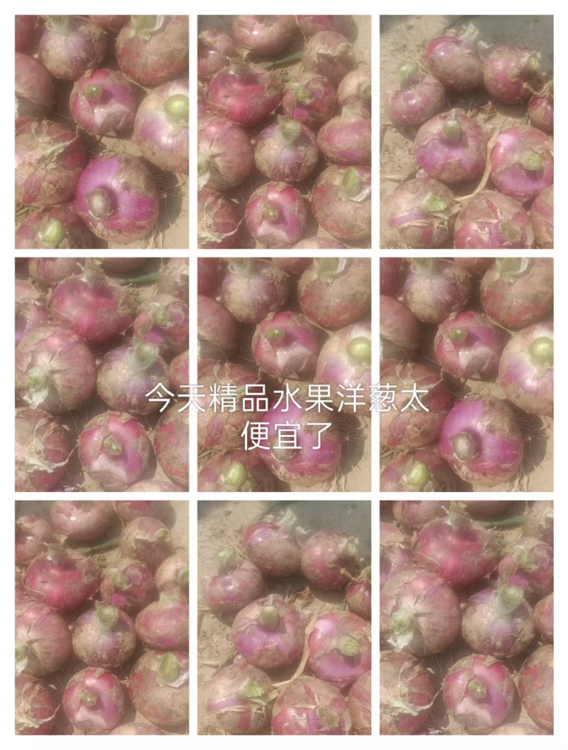 洋葱