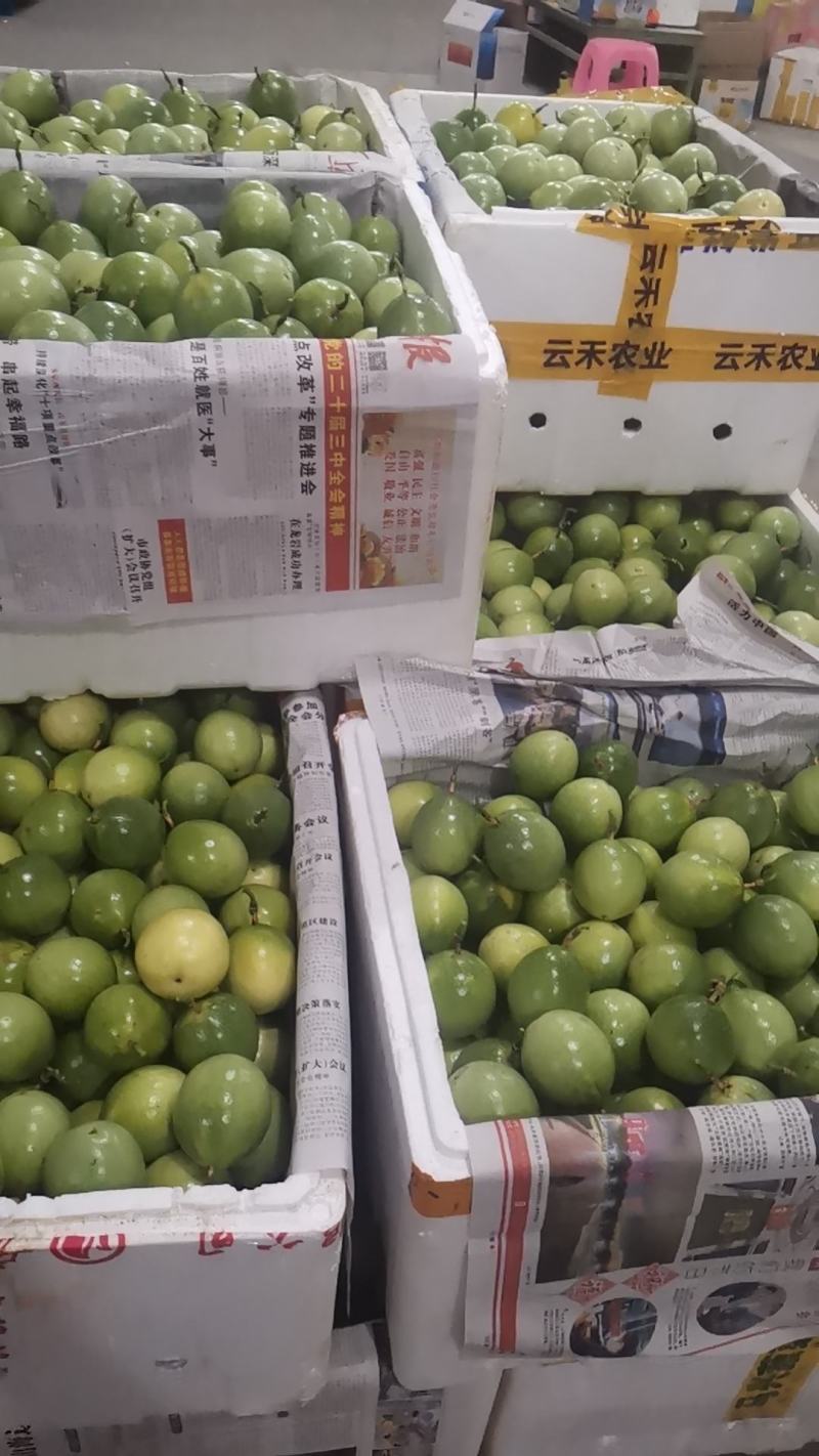 武平钦蜜九号百香果