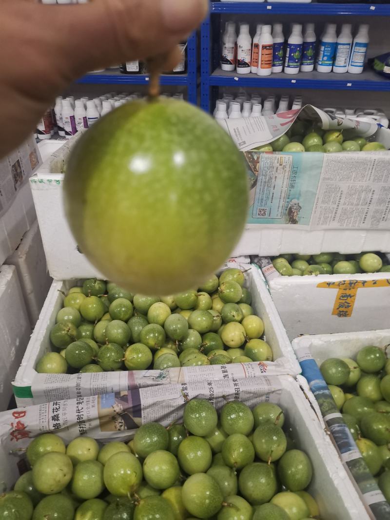 武平钦蜜九号百香果