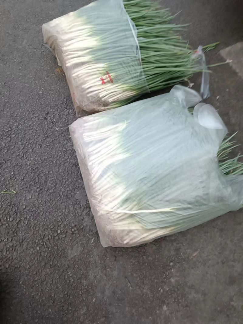 分葱