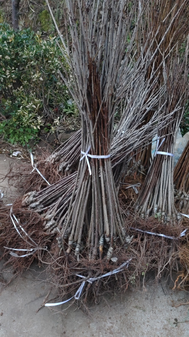 车厘子大樱桃嫁接苗，有美早，红灯，黑珍珠等品种齐全