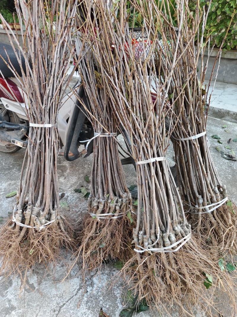 车厘子大樱桃嫁接苗，有美早，红灯，黑珍珠等品种齐全