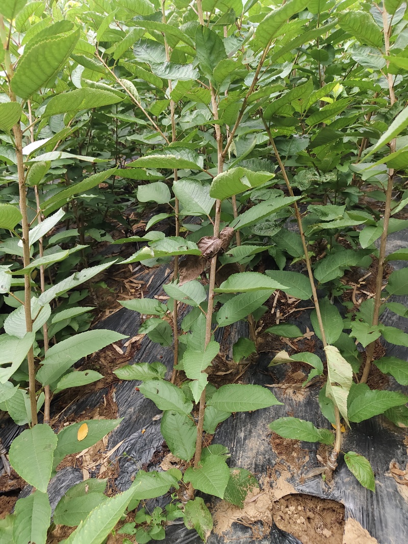 车厘子大樱桃嫁接苗，有美早，红灯，黑珍珠等品种齐全