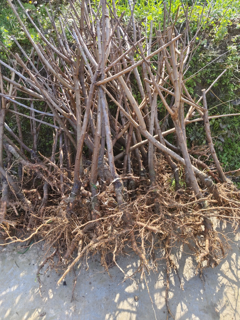 车厘子大樱桃嫁接苗，有美早，红灯，黑珍珠等品种齐全