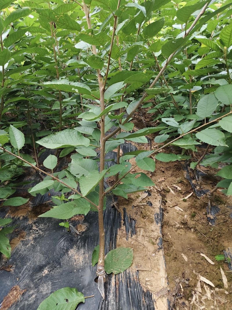 车厘子大樱桃嫁接苗，有美早，红灯，黑珍珠等品种齐全