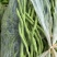 宾川无筋豆大量上市