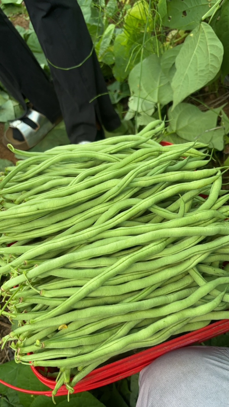 宾川无筋豆大量上市