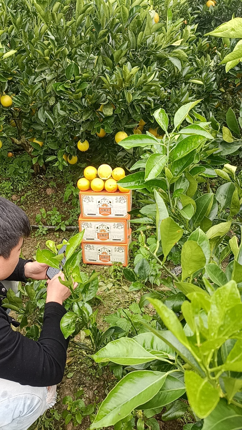 哀牢山冰糖橙大量新鲜现货速发，保质保量欢迎选购
