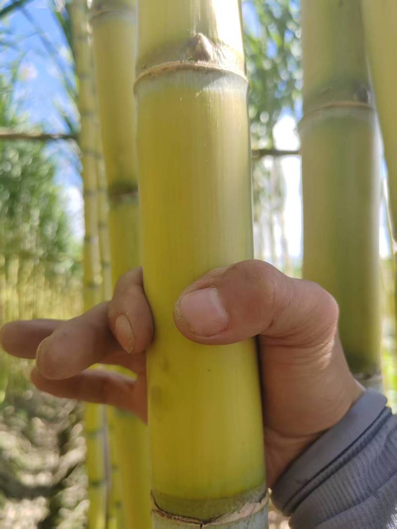 云南黄金甘蔗，保证质量，希望与您合作