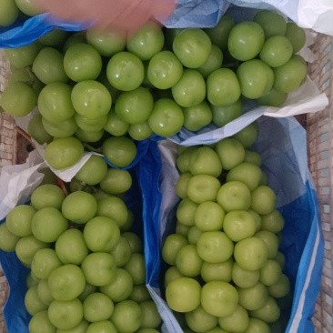 阳光玫瑰