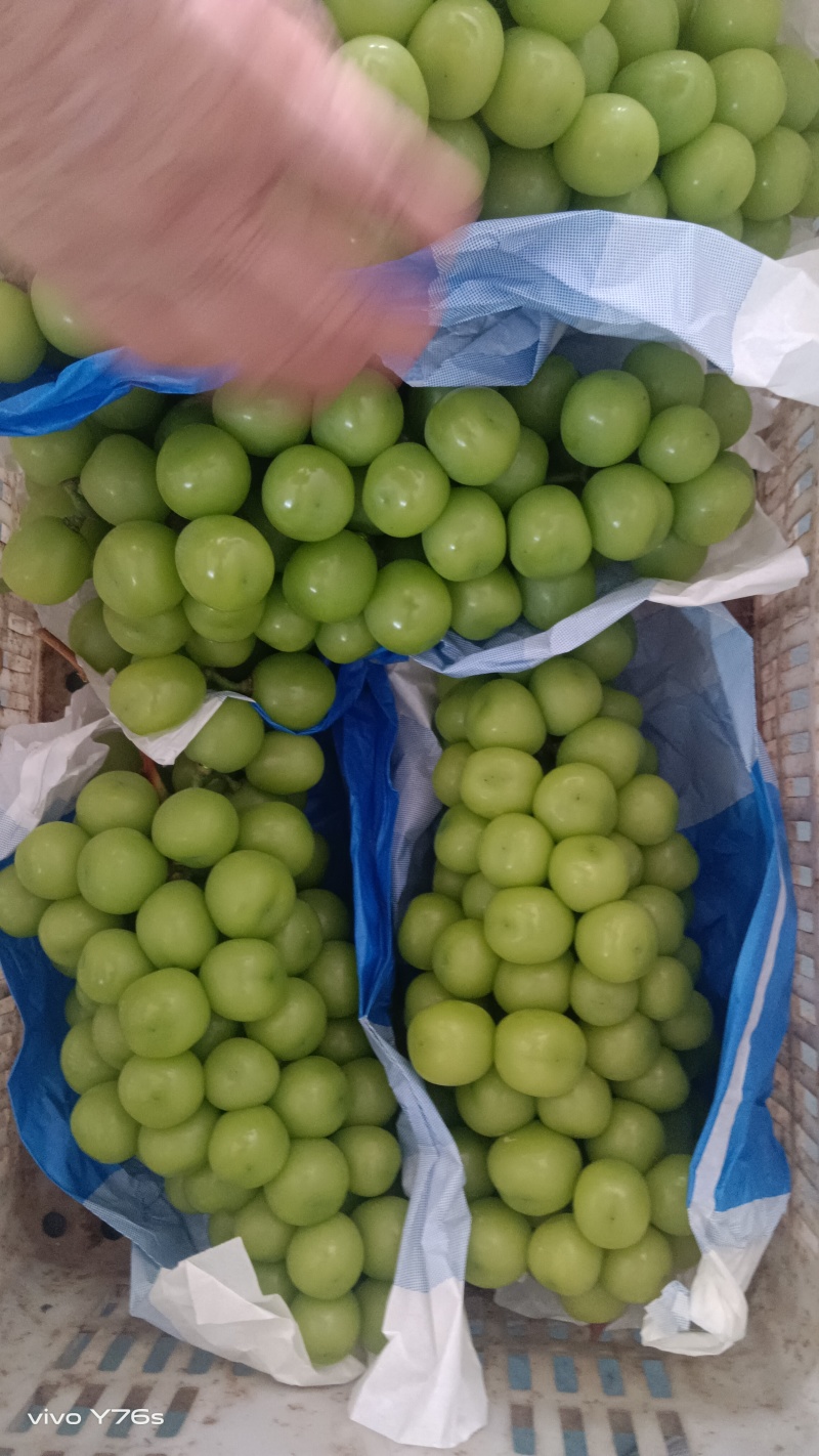 阳光玫瑰