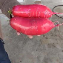 红皮萝卜