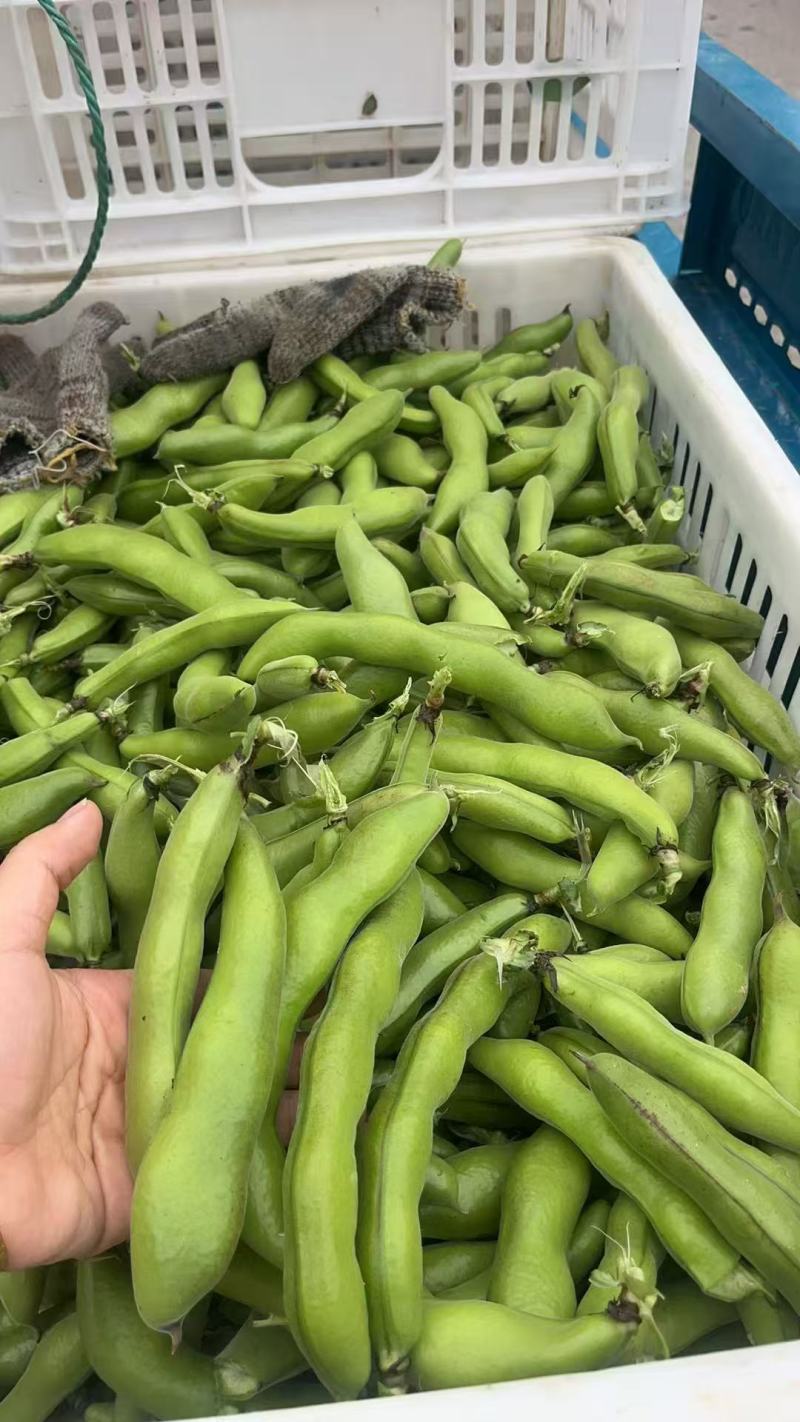 蚕豆