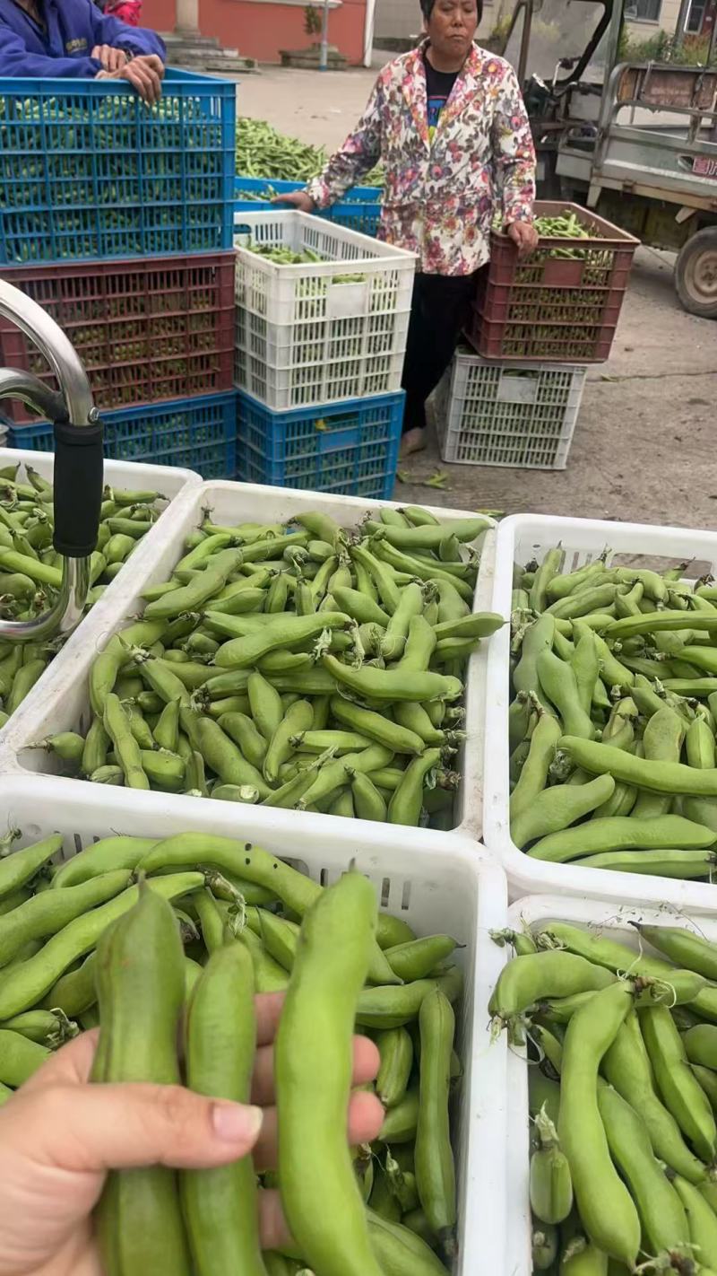 蚕豆