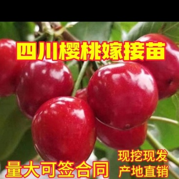 樱桃嫁接苗有乌克兰，玛瑙，红妃等。品种纯正，现挖现发