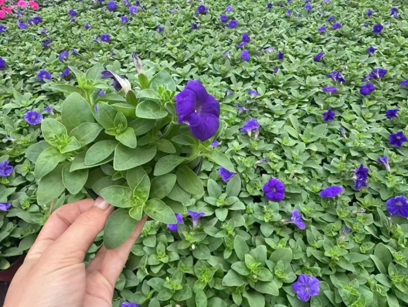 120牵牛三色品质保证基地直发