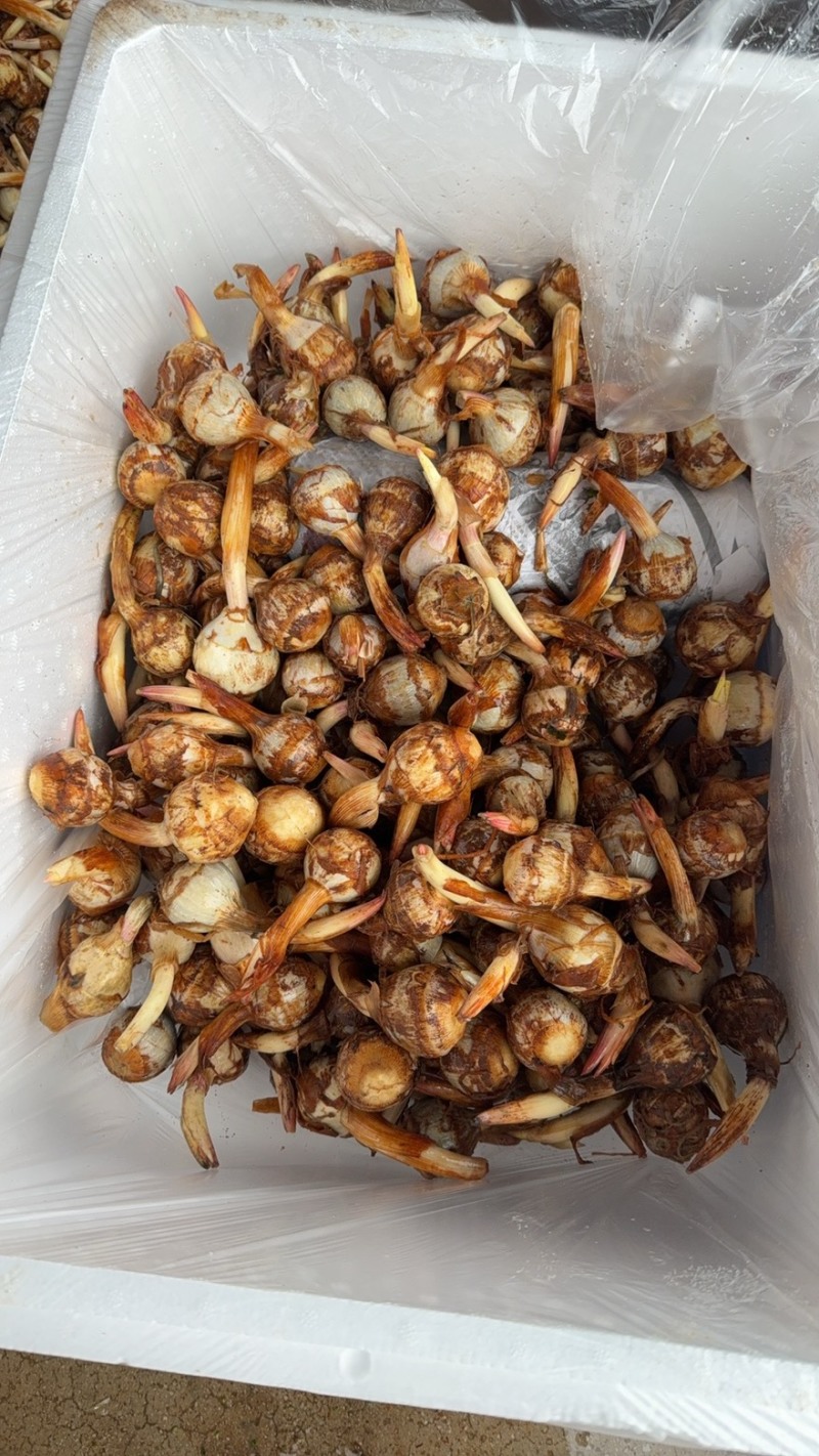 云南精品茨菇大量上市电商市场欢迎来电合作