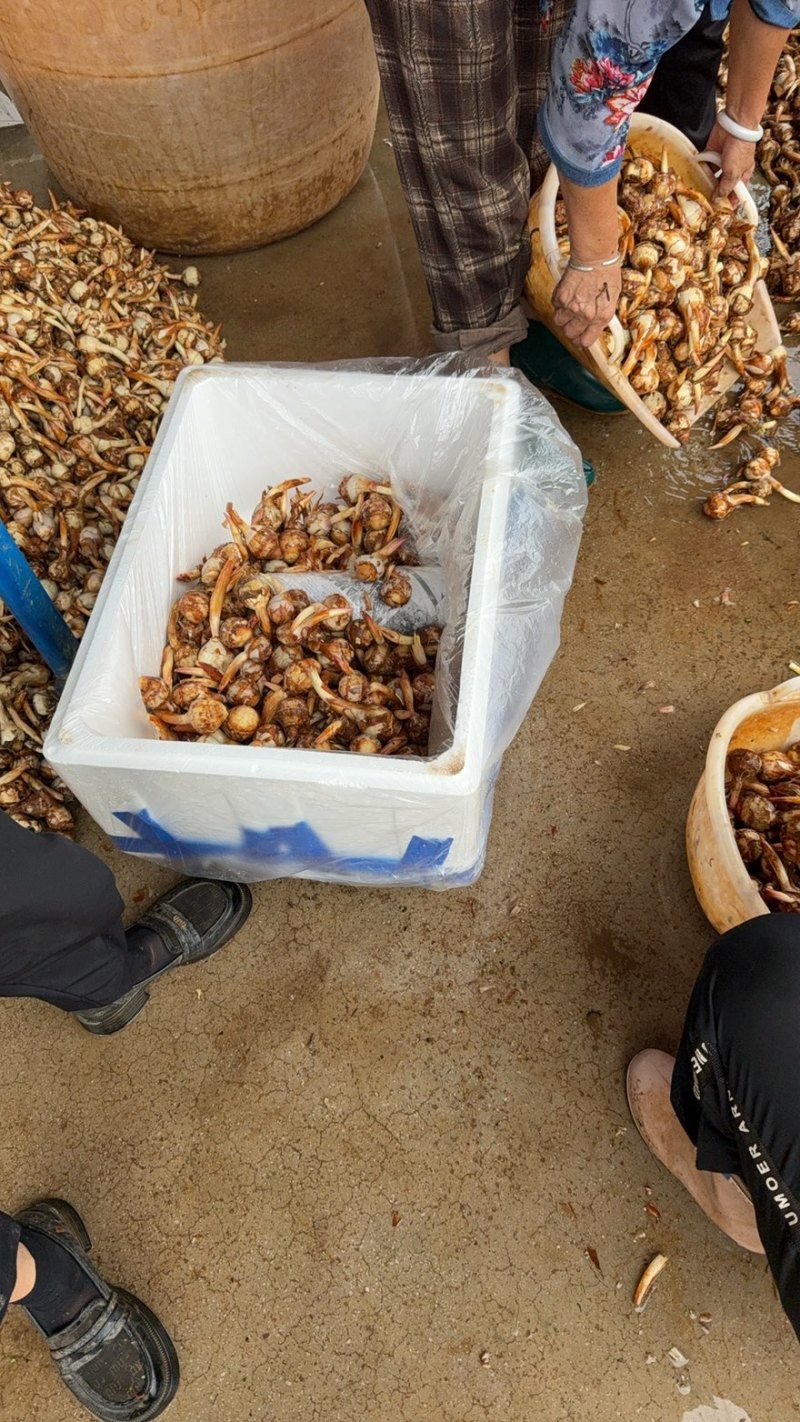 云南精品茨菇大量上市电商市场欢迎来电合作