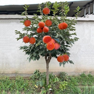 杮子苗甜柿子树苗适合南北方种植，基地直发