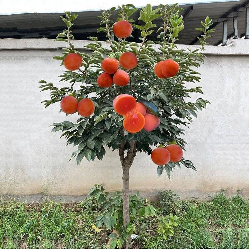杮子苗甜柿子树苗适合南北方种植，基地直发