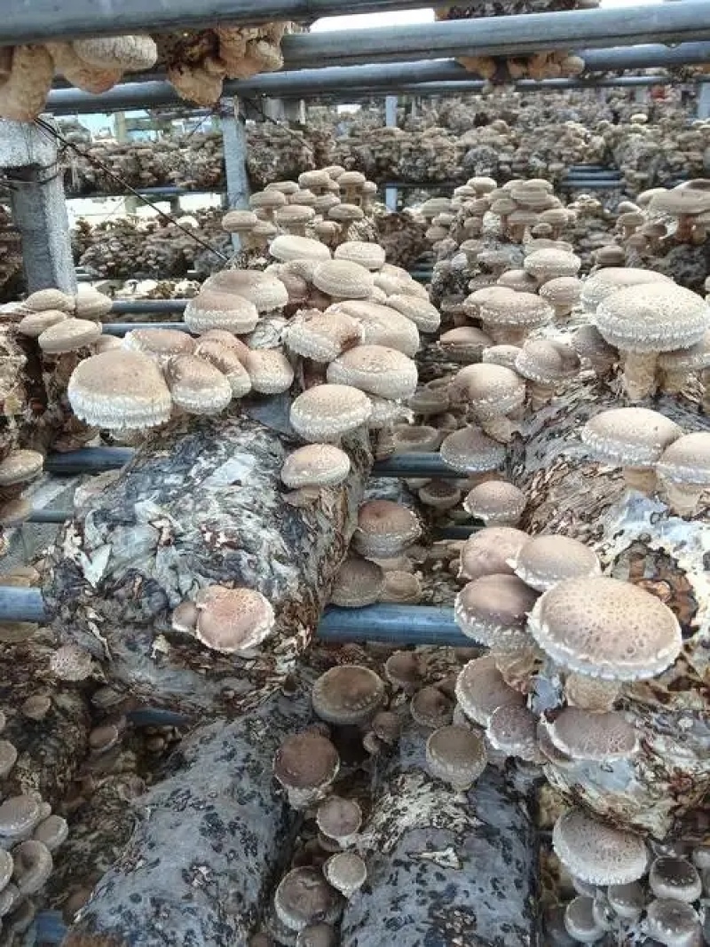 河南干香菇干货批发金钱菇可供商超展会电商一件代发冬菇批发
