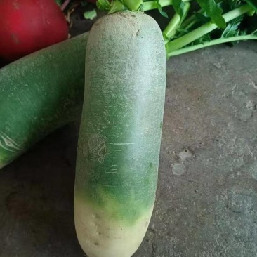 《畅销》吉林水果萝卜绿萝卜基地直发保质保量一条龙服务