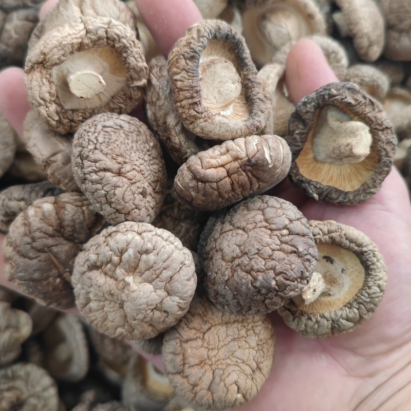 河南干香菇干货批发金钱菇可供商超展会电商一件代发冬菇批发
