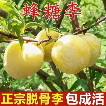 嫁接李子苗，蜂糖李，青脆李，脆红李，五月脆，黄金奈李等