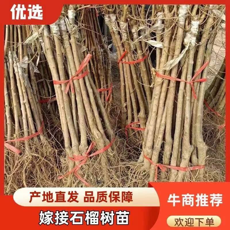 石榴苗突尼斯软子石榴树嫁接成品苗红宝石大果石榴果树苗批发