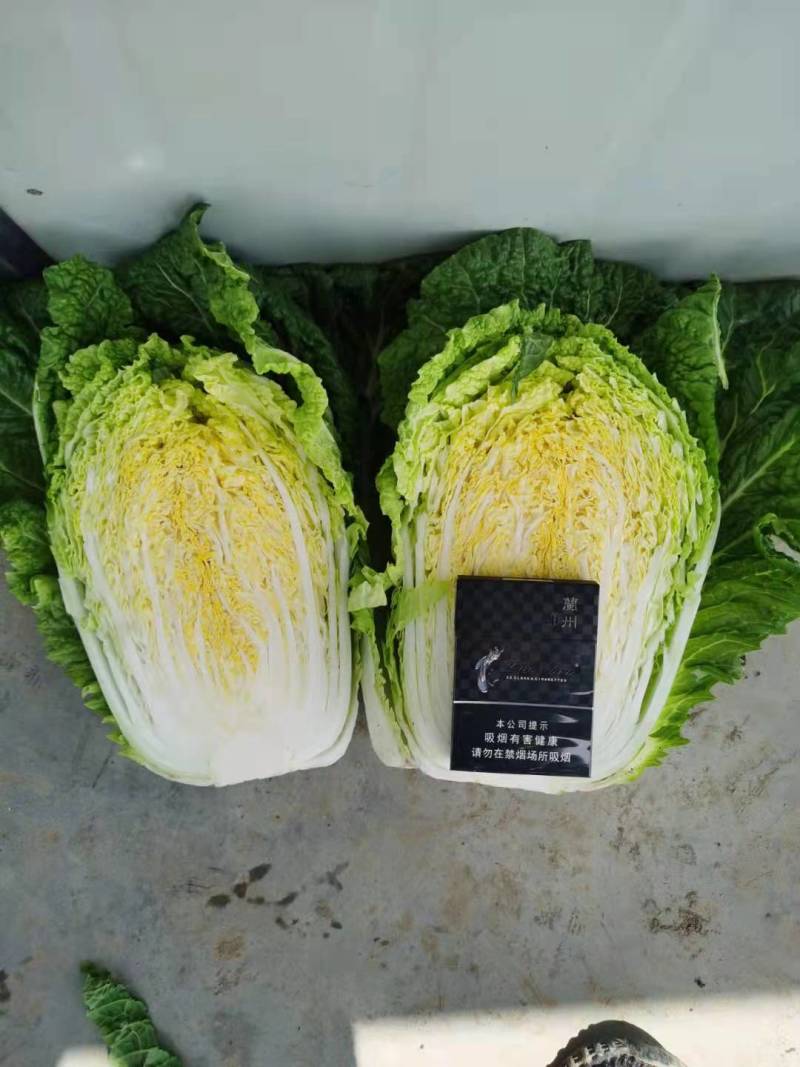 白菜