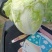 白菜