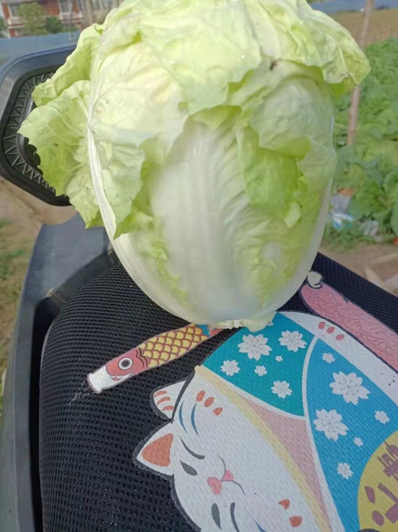 白菜