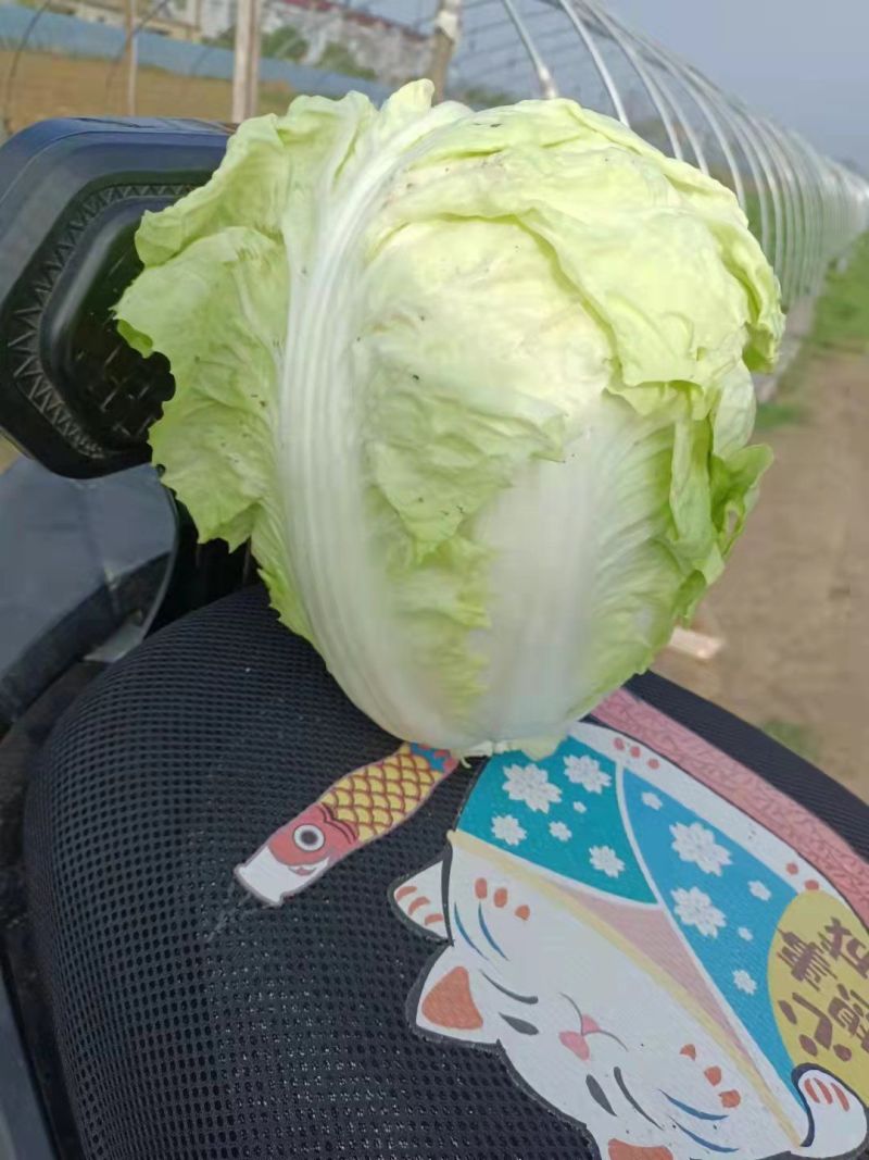 白菜